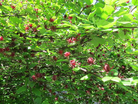 Image de Calycanthus floridus L.