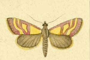 Image of Pyrausta virginalis Duponchel