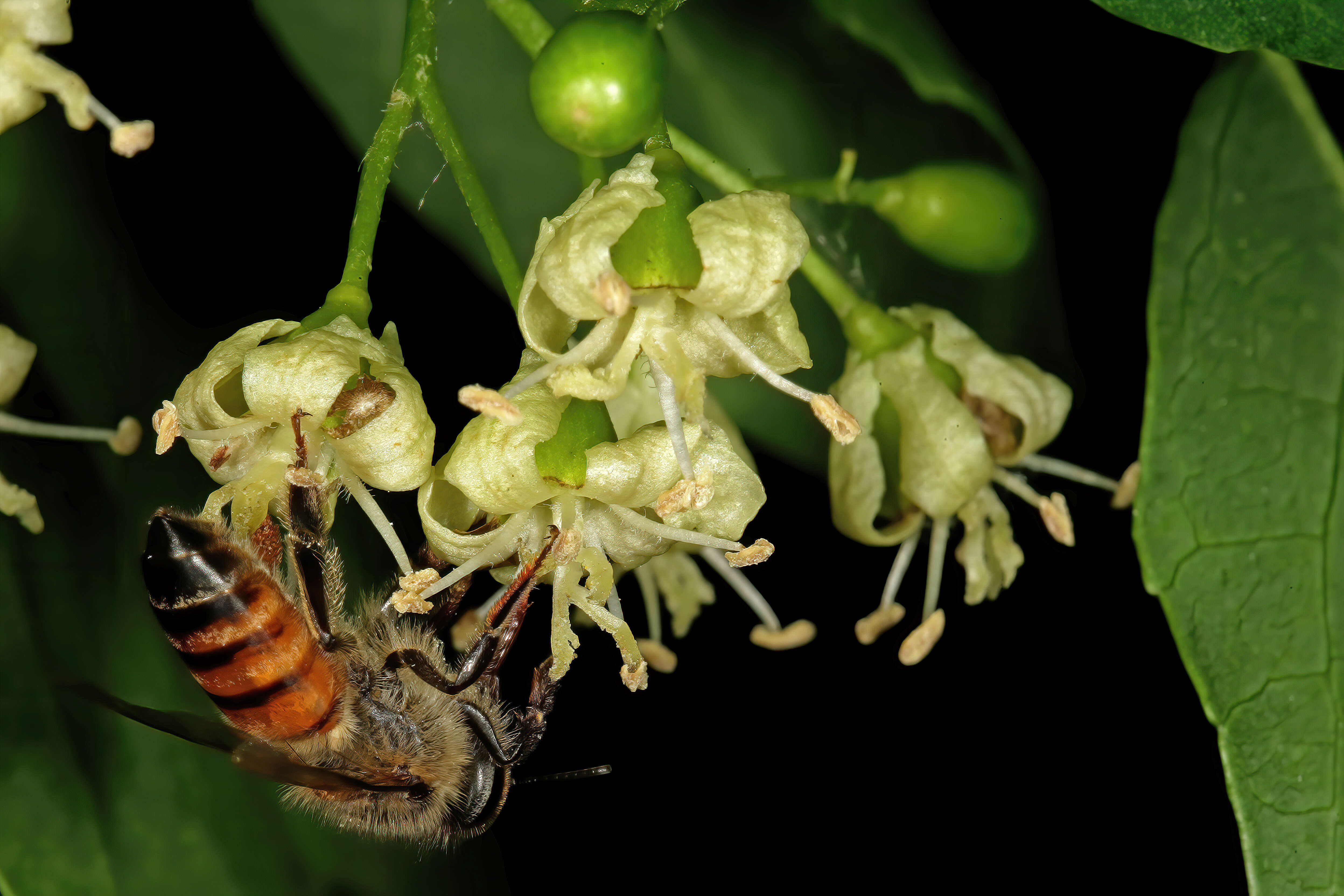 Image de Apis mellifera scutellata