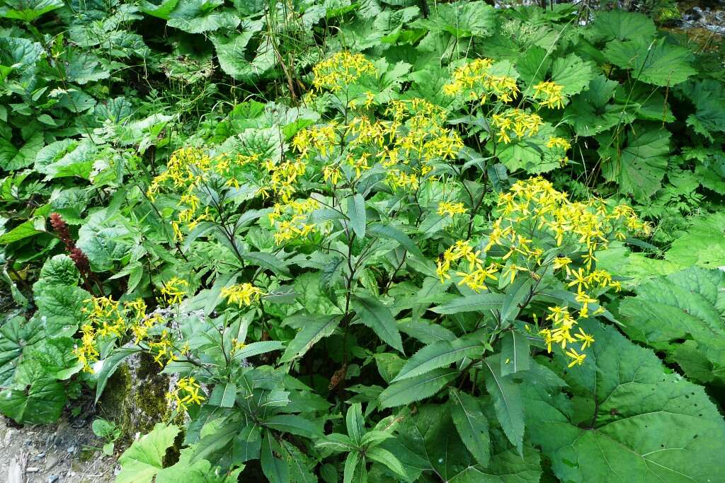 Image of wood ragwort