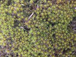 Image of great hairy screw-moss