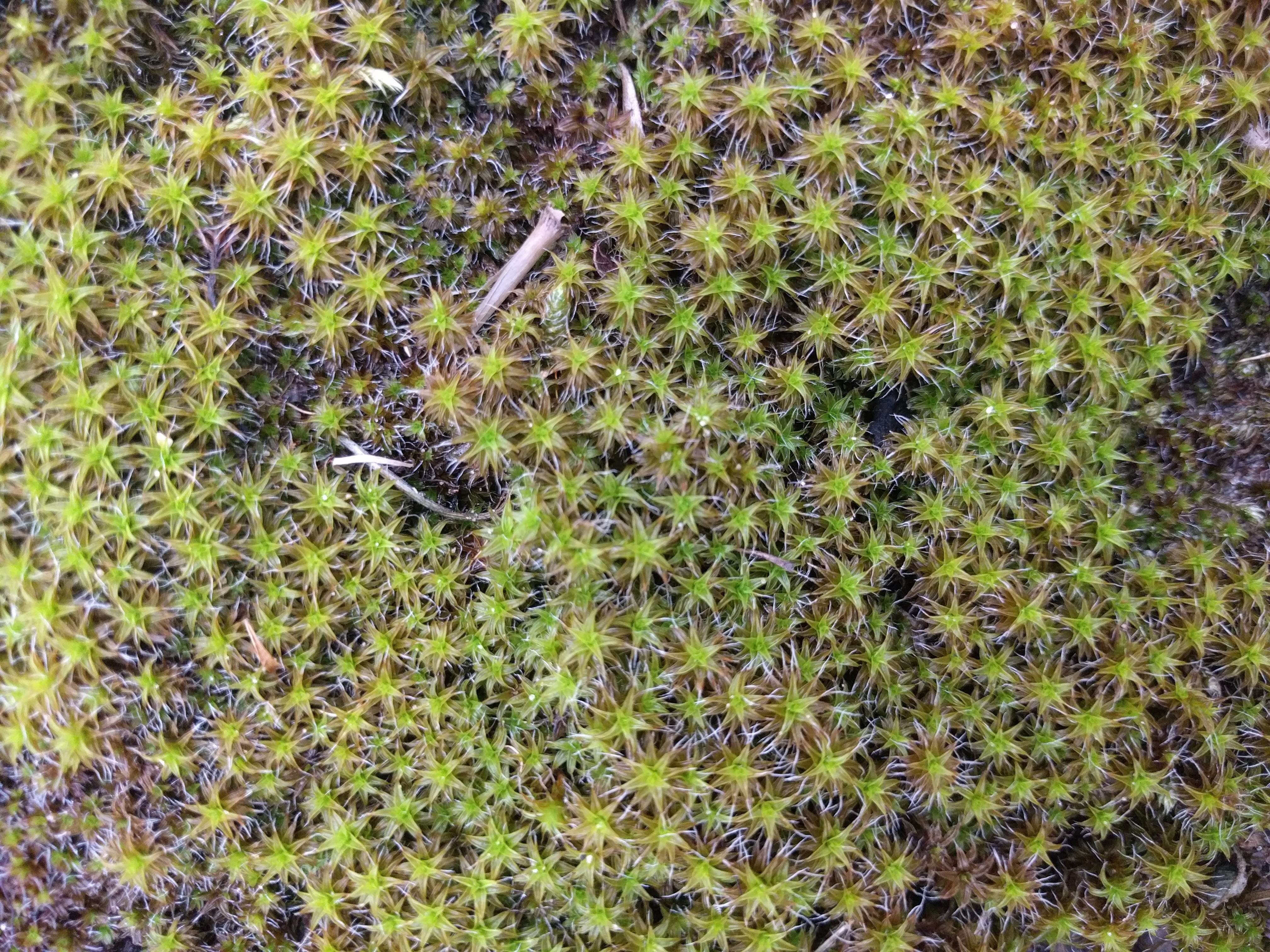 Image of great hairy screw-moss