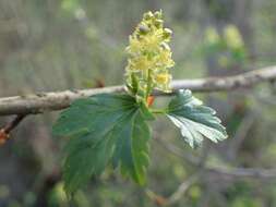 Image of Mountain Currant