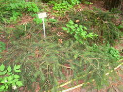 Image of Tigertail Spruce