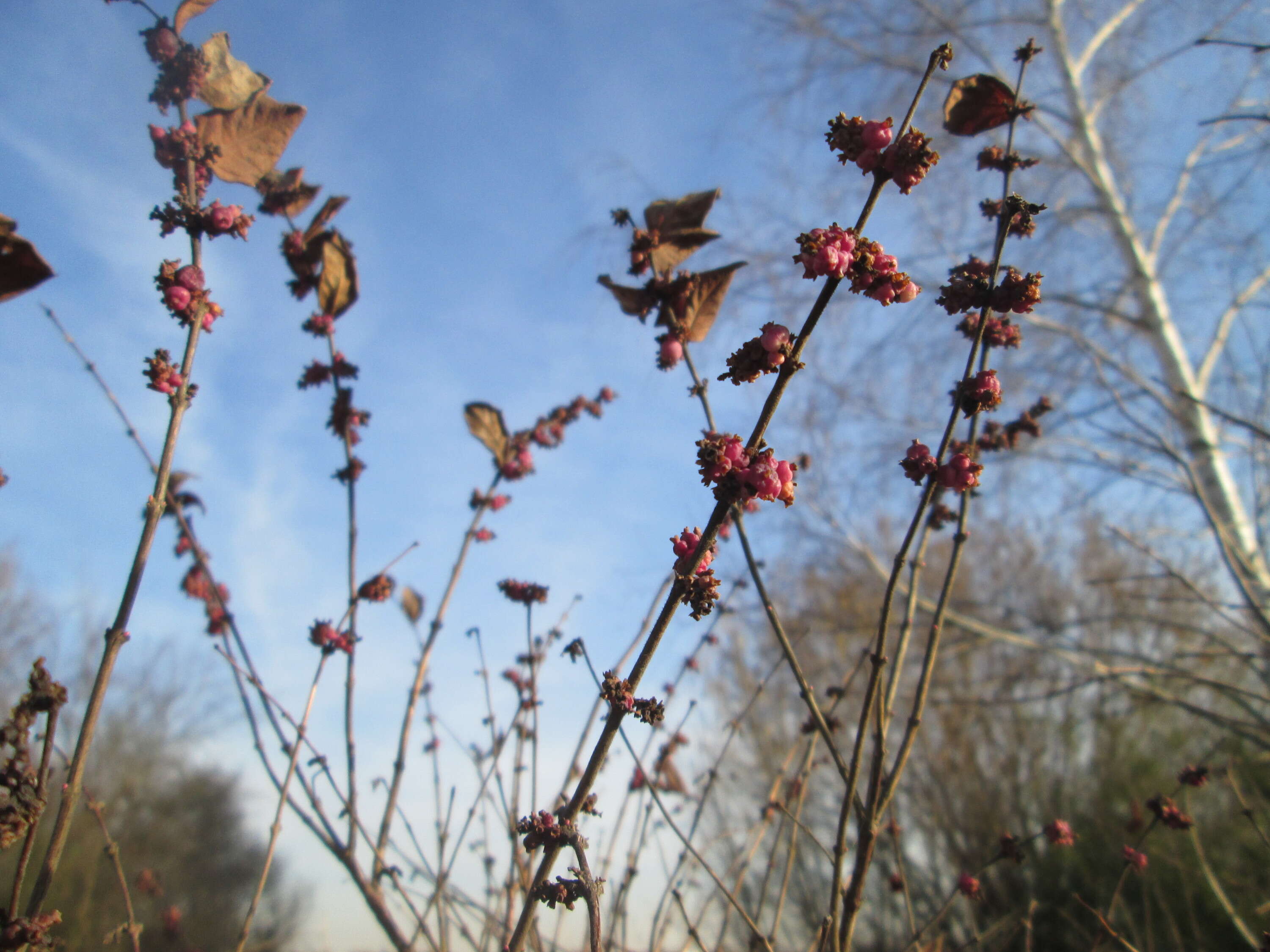 Sivun Symphoricarpos orbiculatus Moench kuva