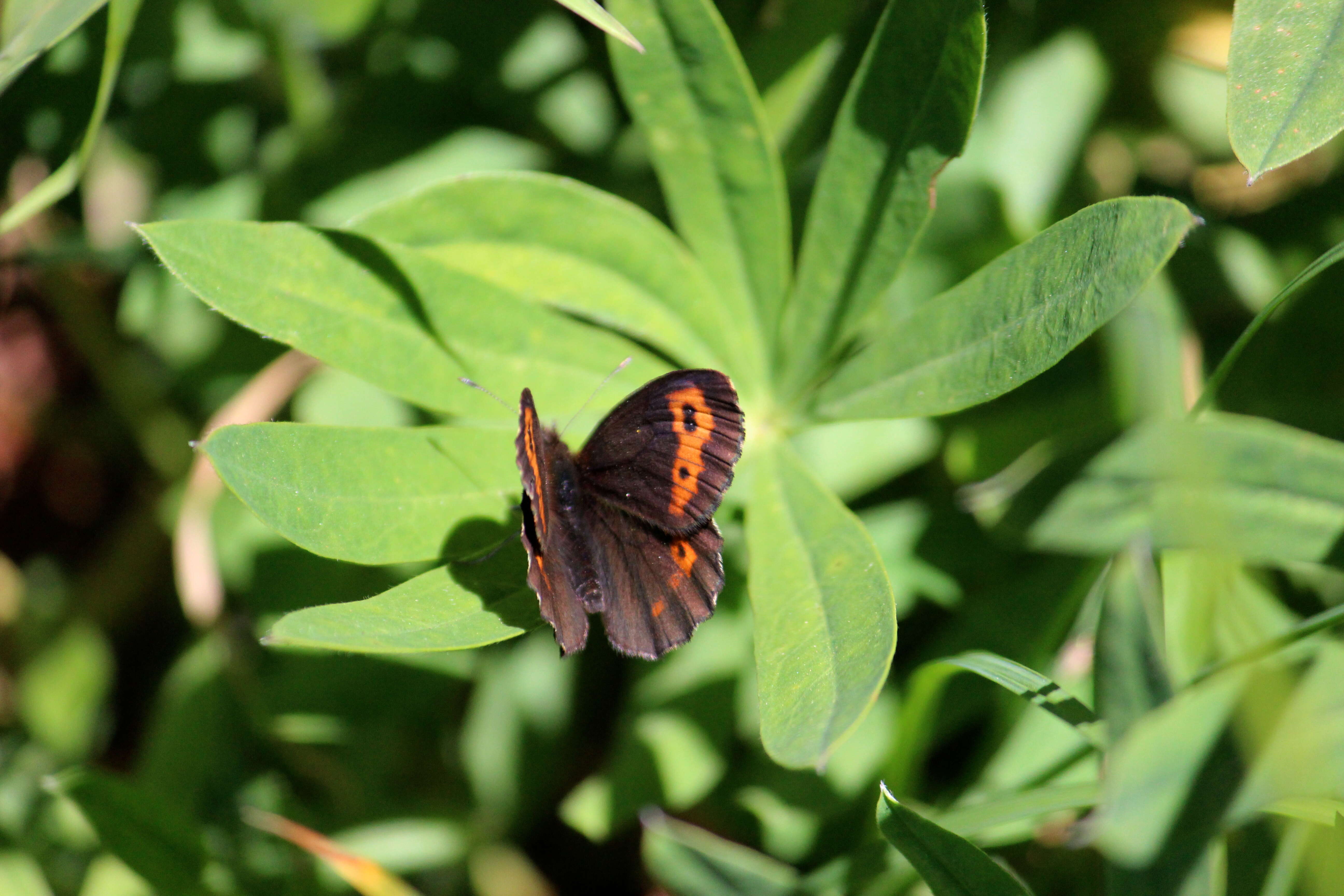 Image of Vidler's Alpine