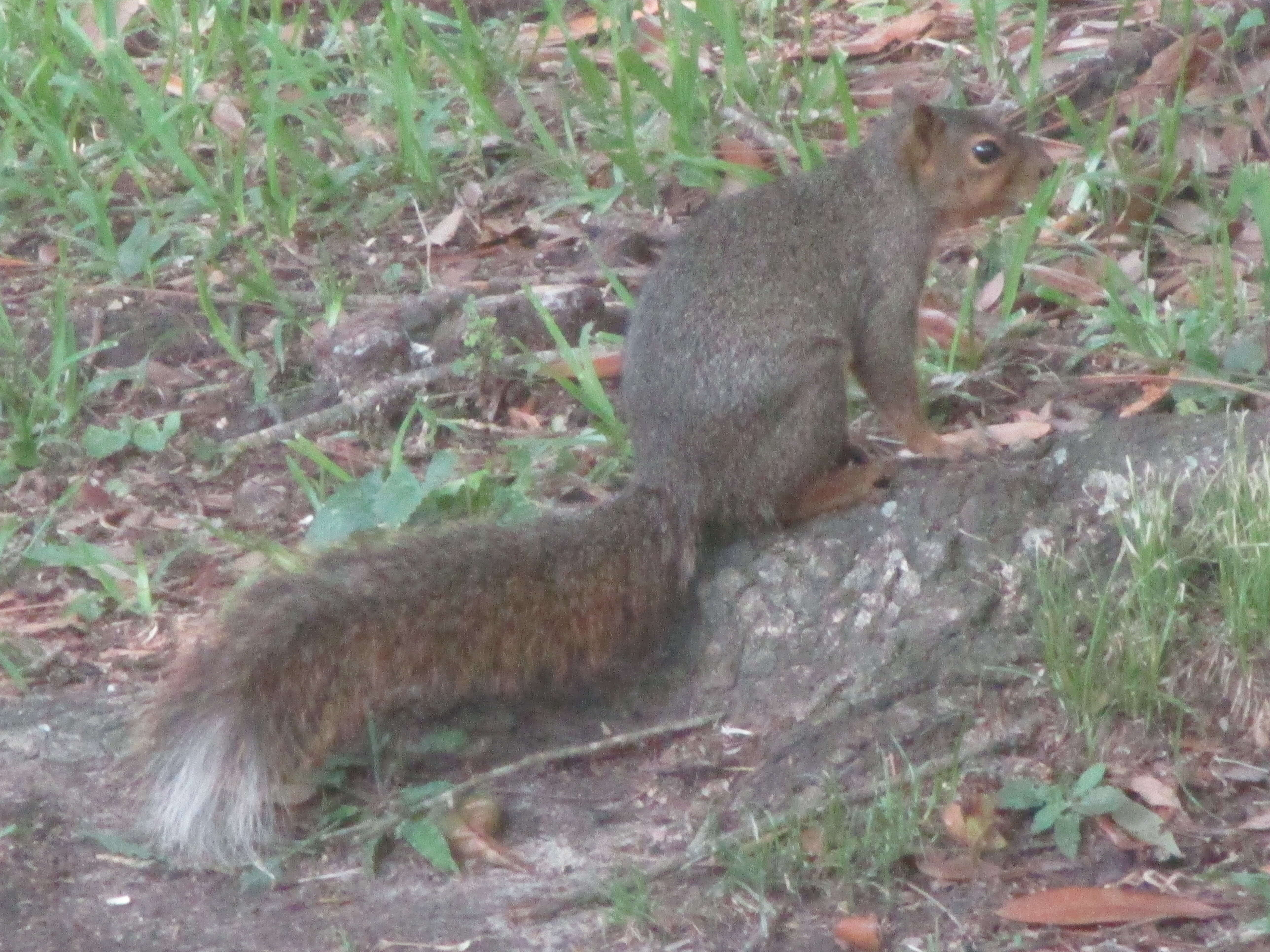 Image of Sciurus subgen. Sciurus Linnaeus 1758