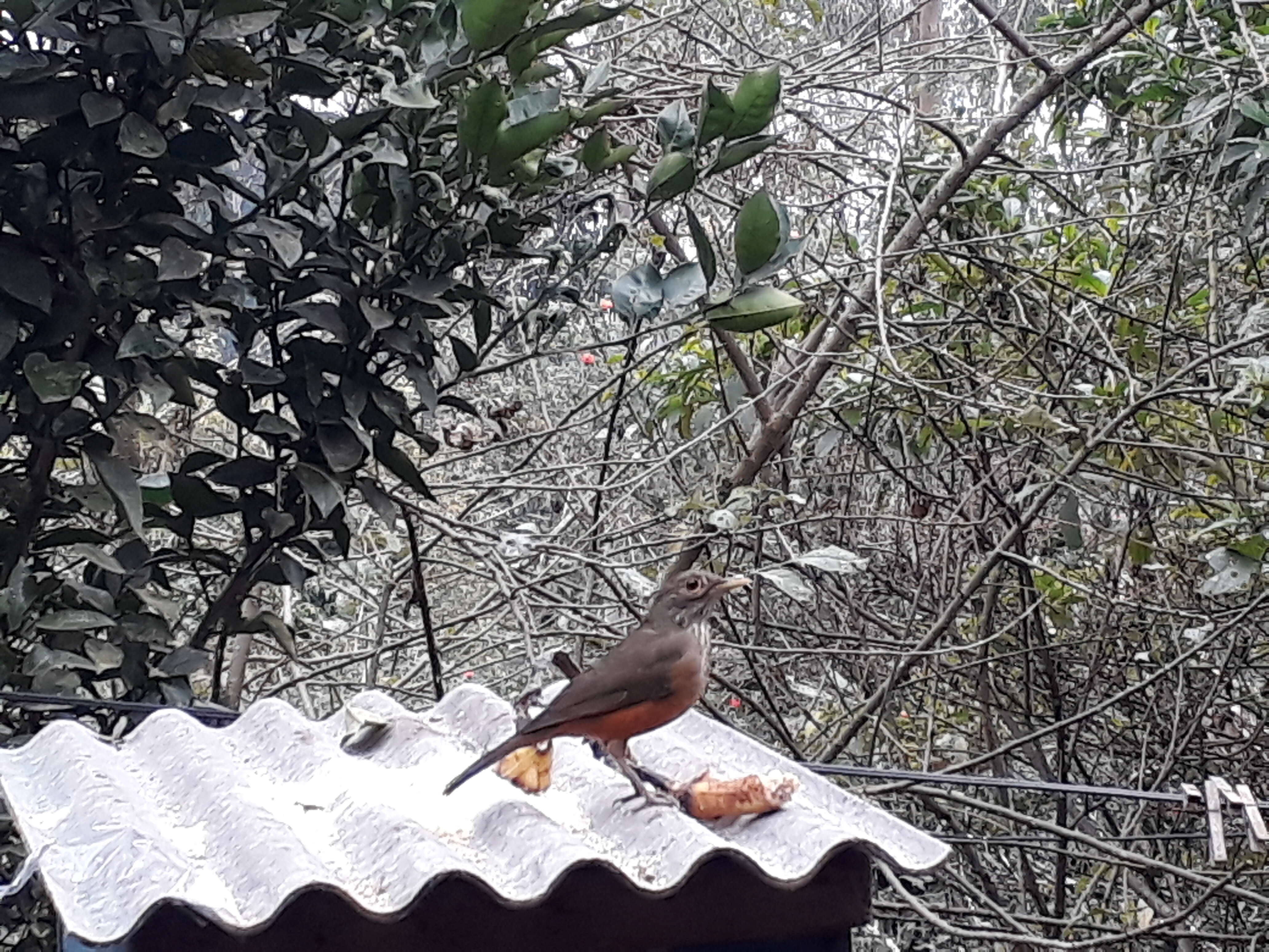 Image of Rufous-bellied Thrush