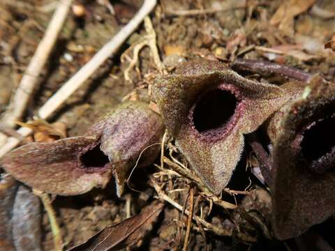 Image of Wild ginger