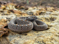 Plancia ëd Dasypeltis scabra (Linnaeus 1758)