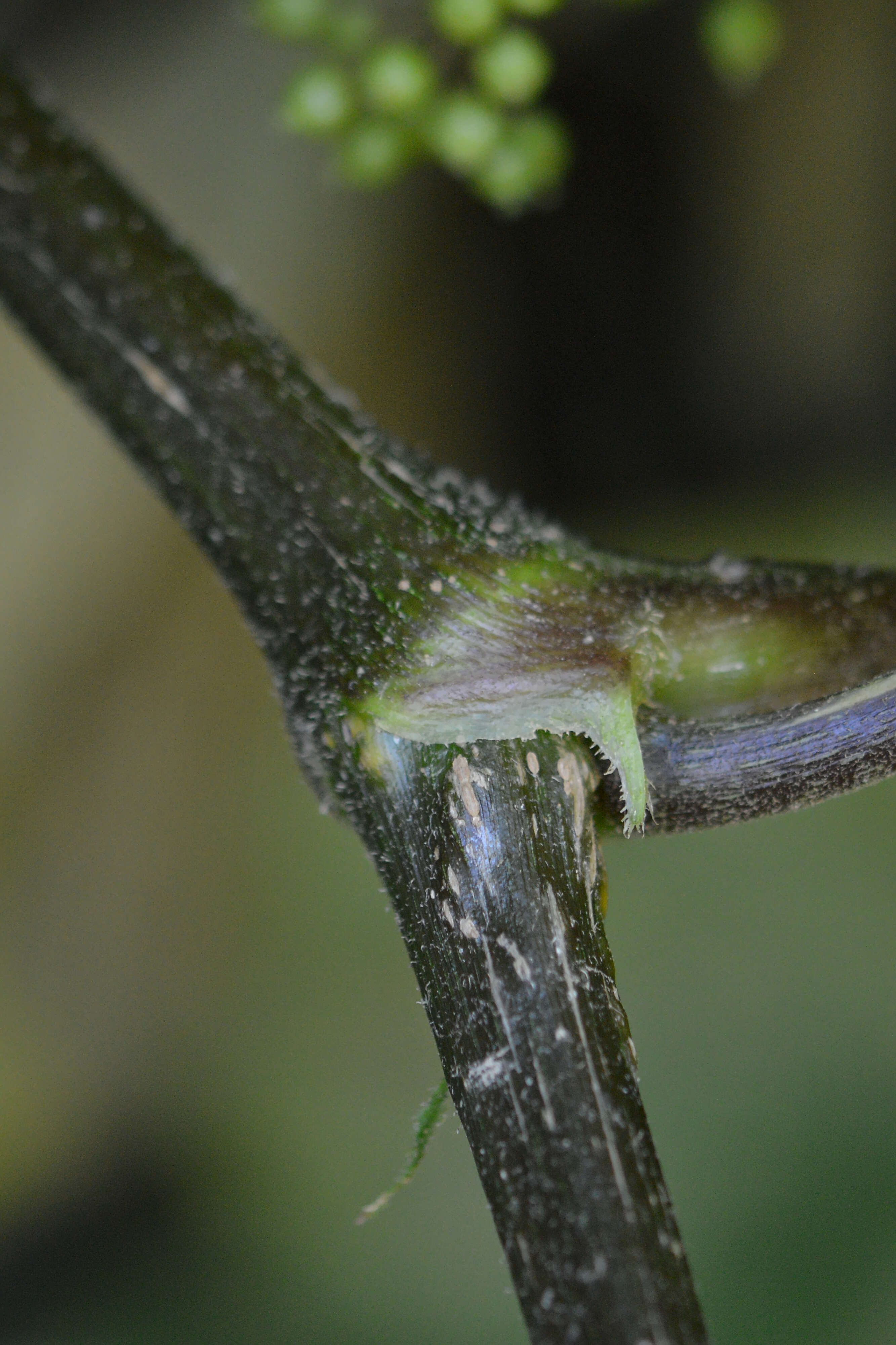 Image of American spikenard