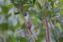 Image of Scarlet-headed Flowerpecker