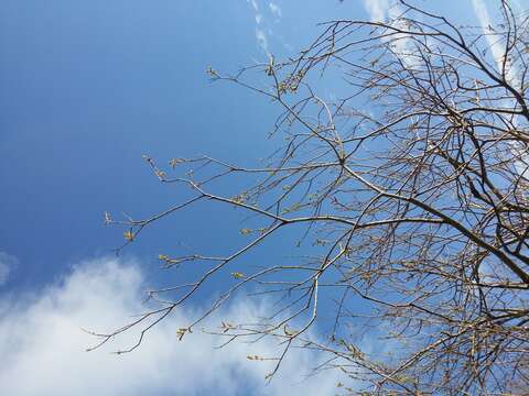 Imagem de Salix purpurea L.