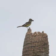 Image of Great Crested Flycatcher