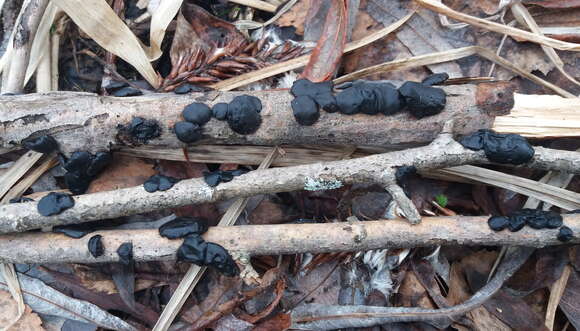 Image of Black Witches' Butter