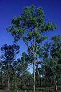 Image de Eucalyptus leptophleba F. Müll.