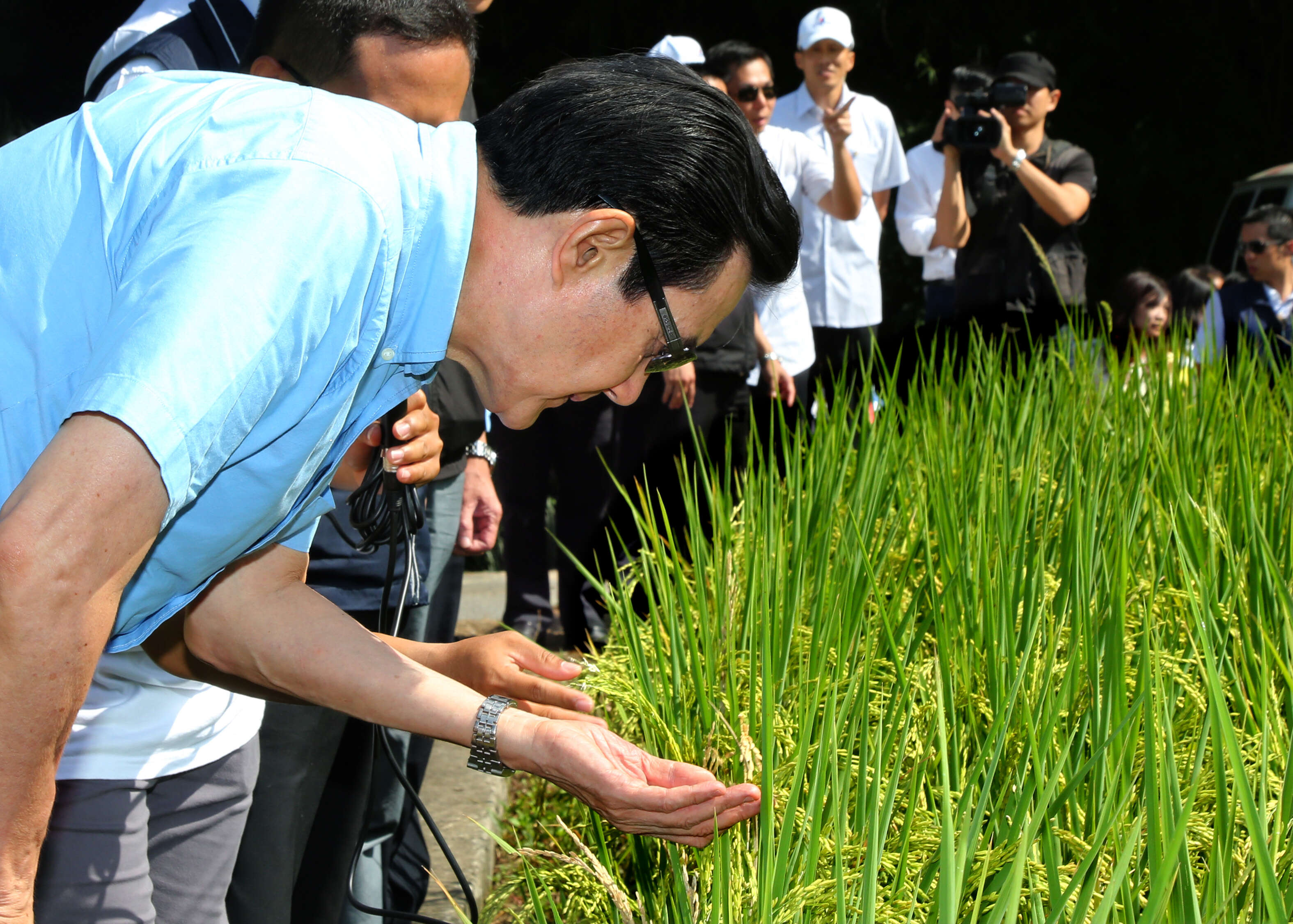 Image of rice