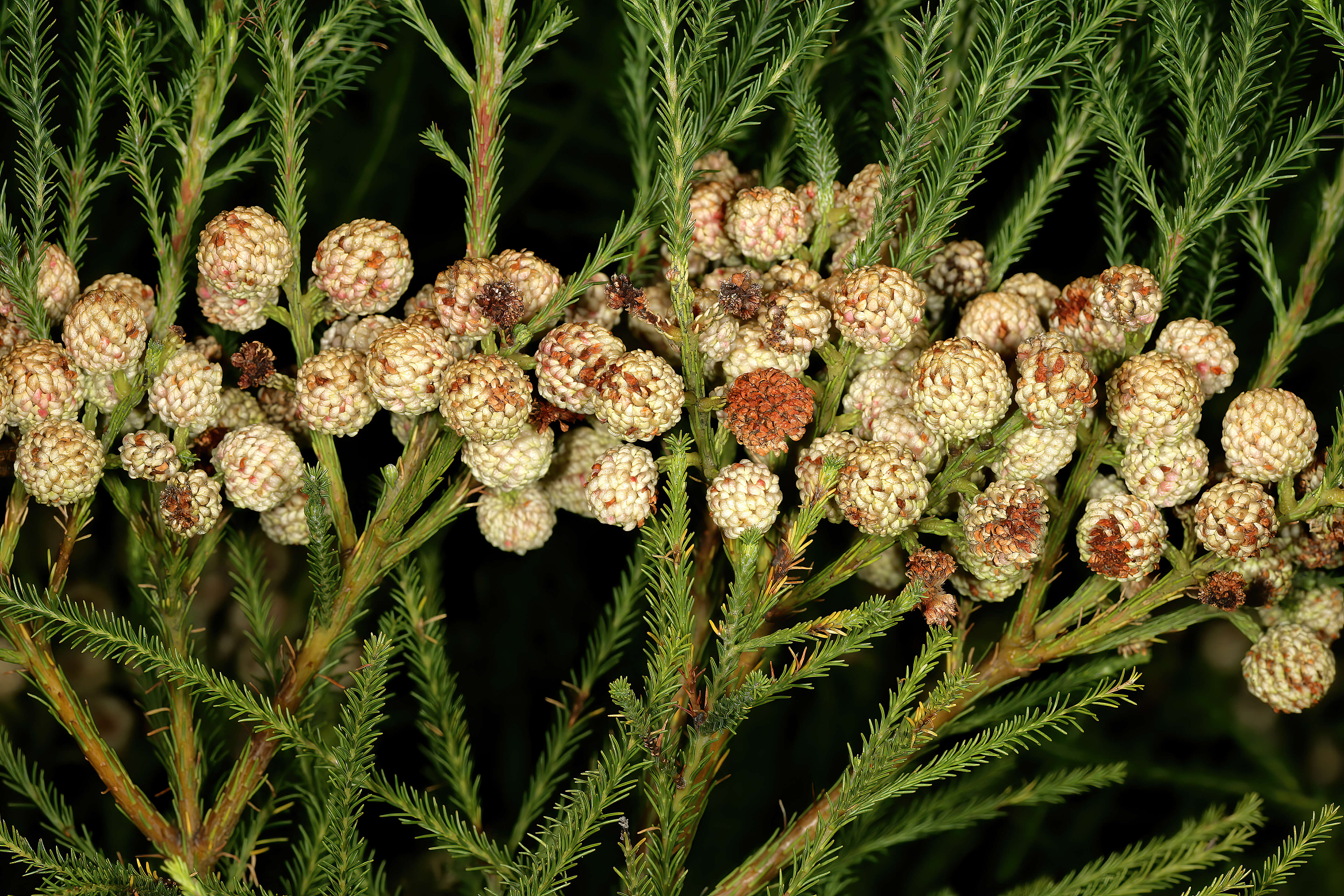 Image of Berzelia lanuginosa (L.) Brongn.