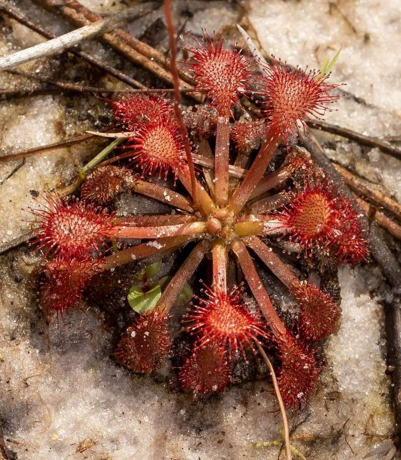 Image of pink sundew