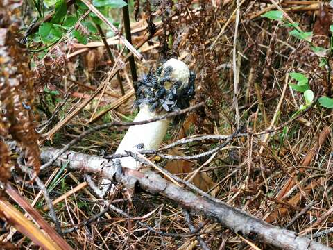 Image of Stinkhorn