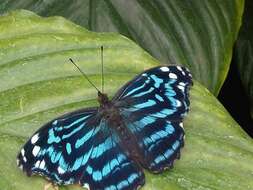 Image of Mexican Bluewing