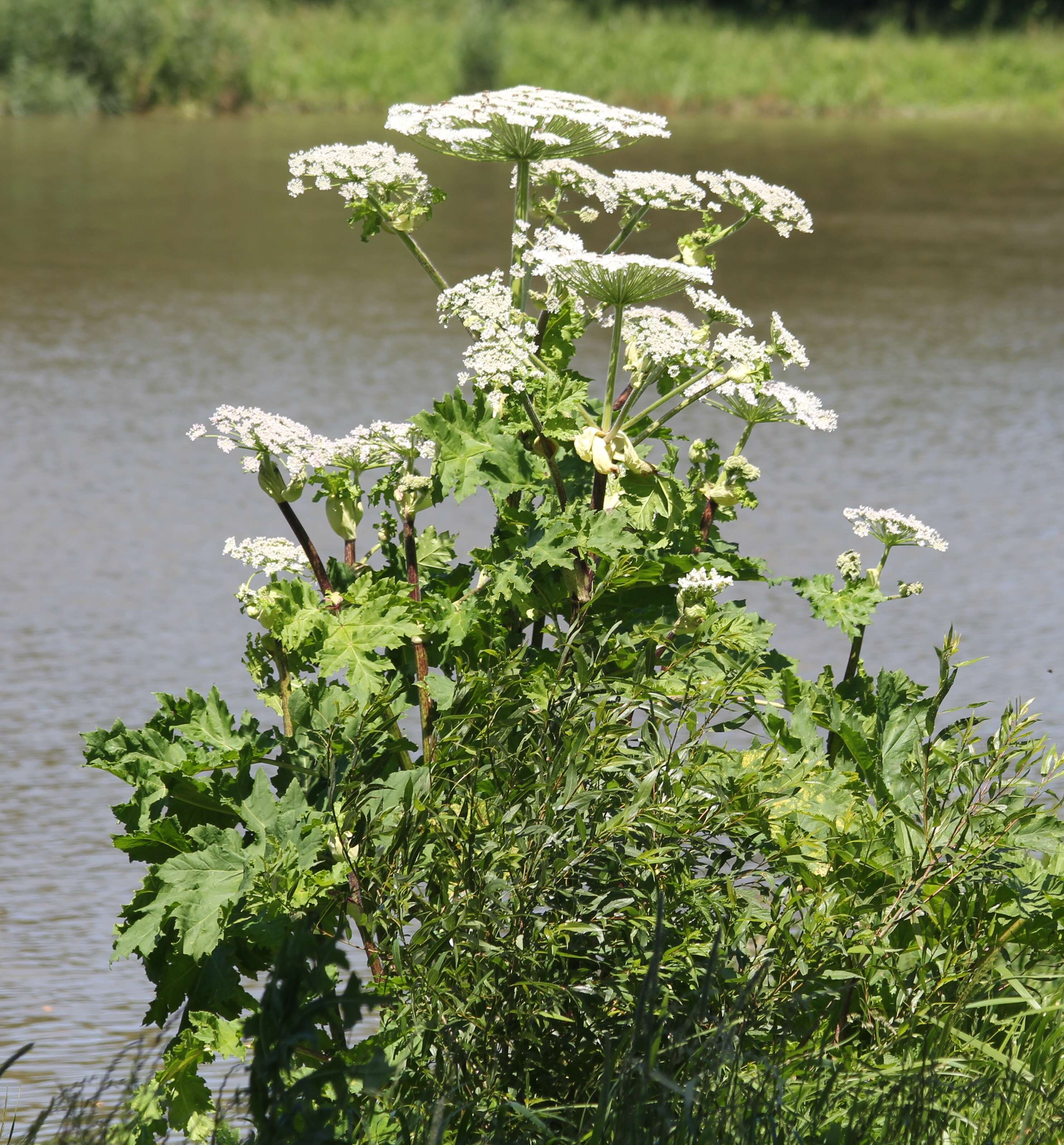 Imagem de Heracleum sosnowskyi Manden.