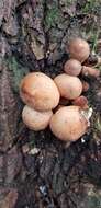 Imagem de Lycoperdon perlatum Pers. 1796