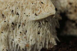 Image of Hericium cirrhatum (Pers.) Nikol. 1950