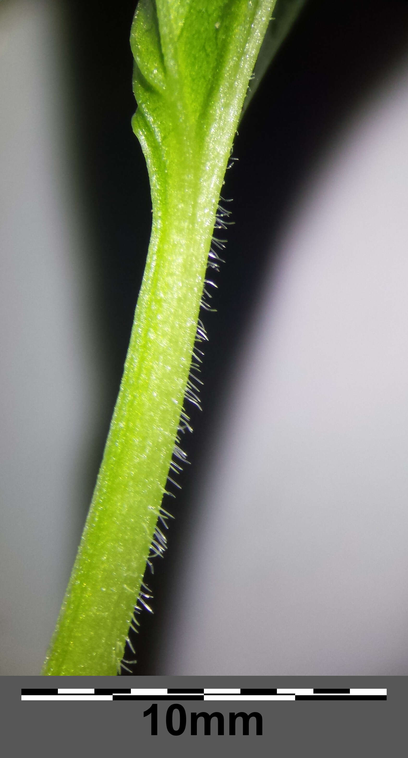Слика од Viola mirabilis L.