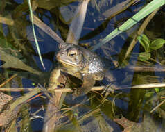 Imagem de Anaxyrus americanus (Holbrook 1836)