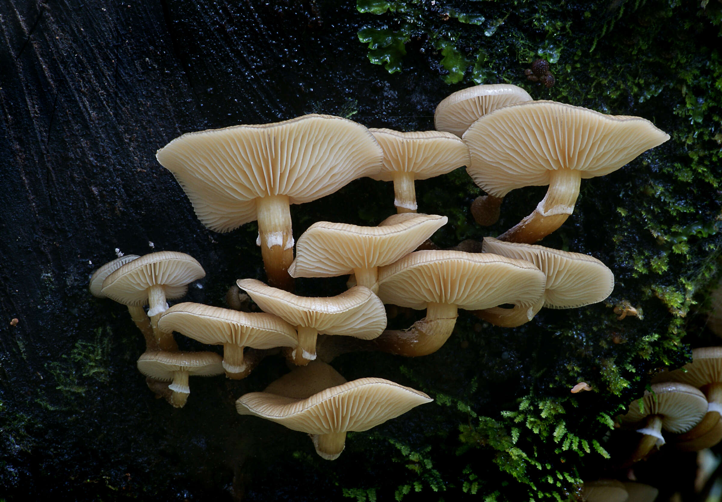 Image of Armillaria novae-zelandiae (G. Stev.) Boesew. 1977