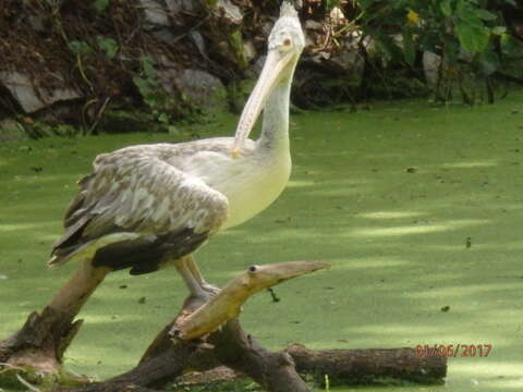 Image of Grey Pelican