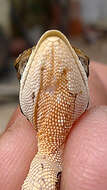 Image of Wied's Fathead Anole