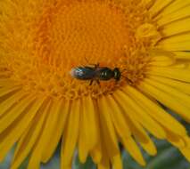 Plancia ëd Lasioglossum Curtis 1833