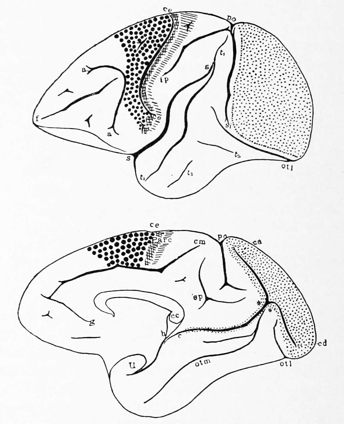 Image of Cercopithecinae Gray 1821