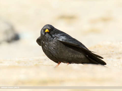 Image of Alpine Chough