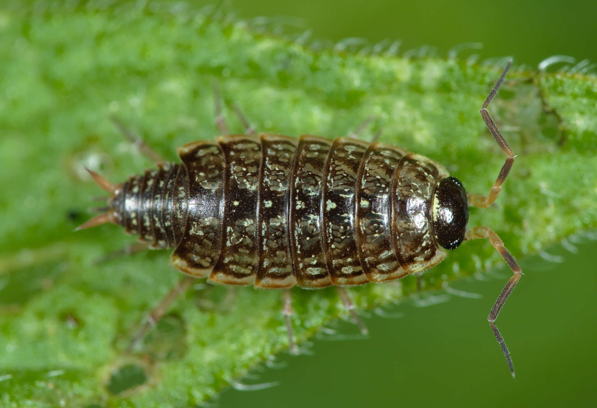 صورة Philoscia Latreille 1804