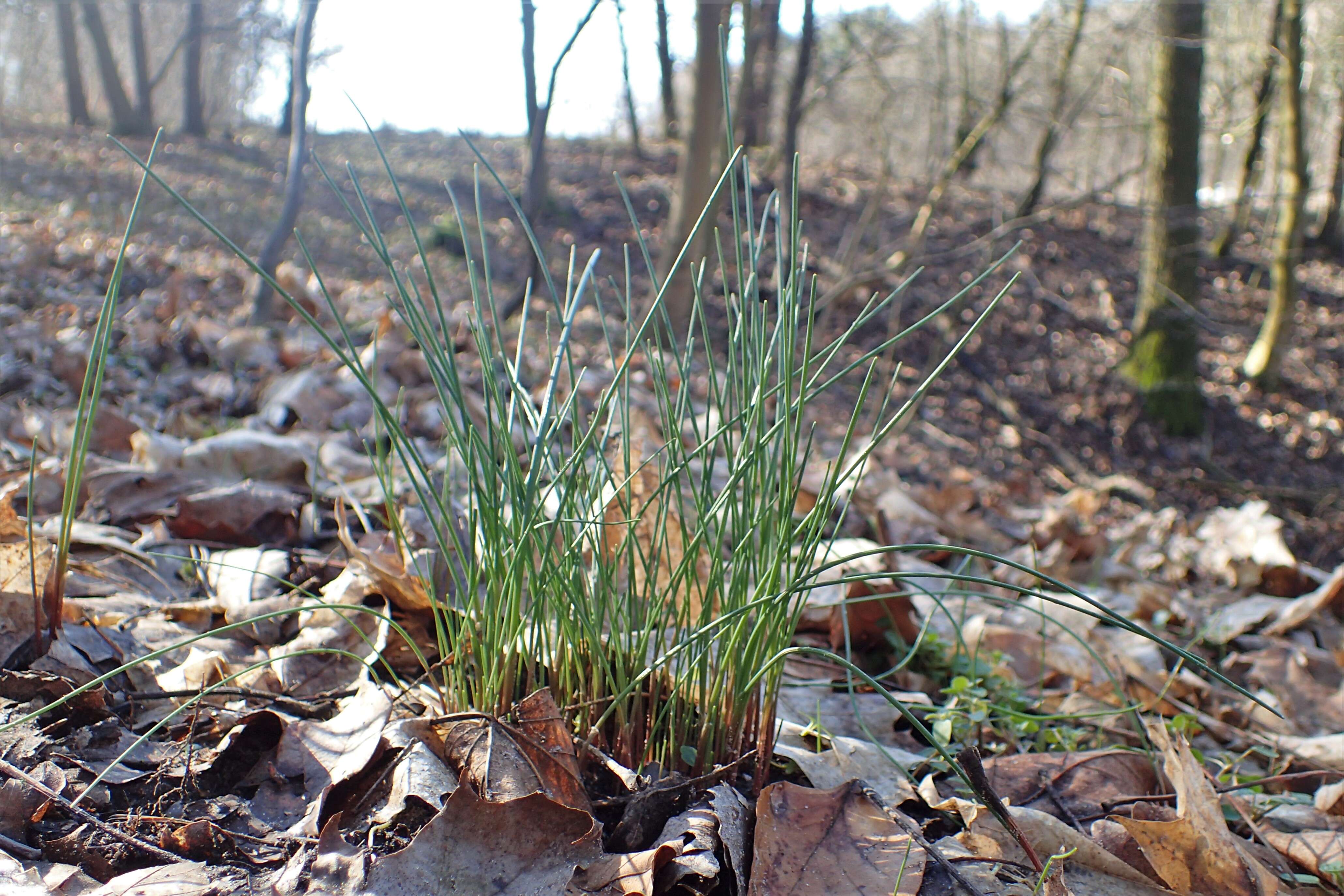 Image of field garlic