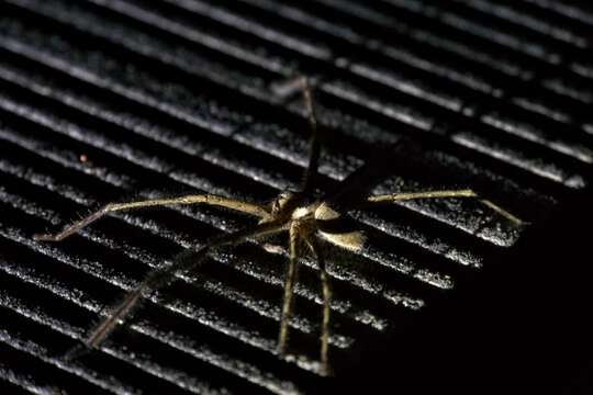 Image of Huntsman spider