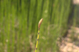 Image of Common Scouring-Rush