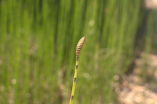 Image of Common Scouring-Rush