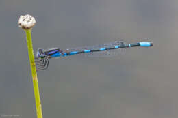 Image of Little Bluet