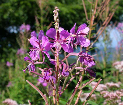 Image of Narrow-Leaf Fireweed