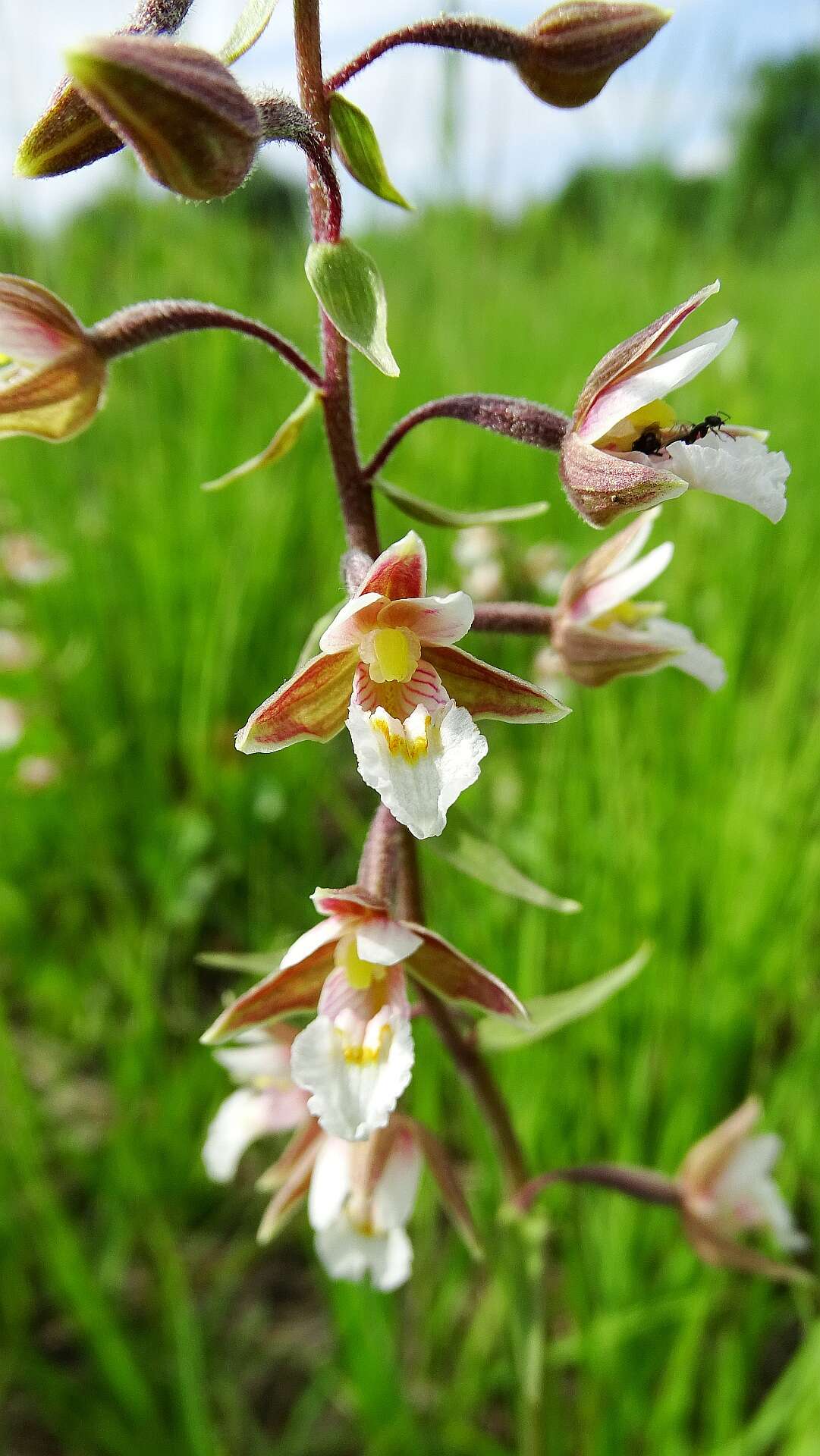 Imagem de Epipactis palustris (L.) Crantz