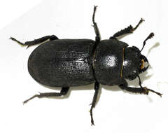 Image of Dorcus parallelipipedus (Linnaeus 1758)