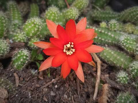 Echinopsis tubiflora resmi