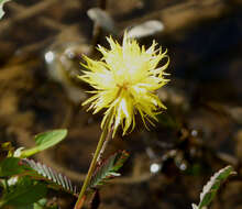 Image of Water Mimosa