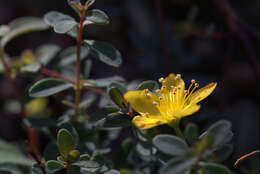 Image of Hypericum pallens Banks & Sol.