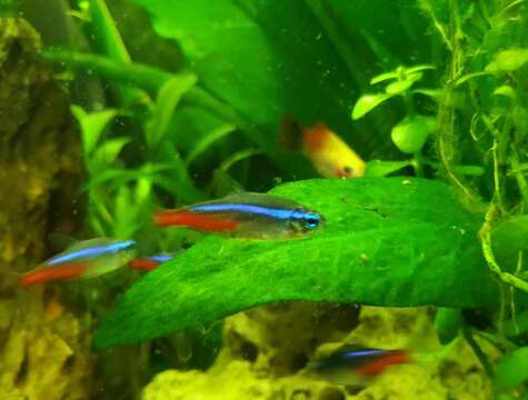 Image of Neon tetra