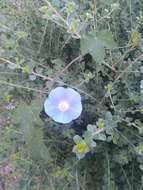 Image of Ivyleaf morning-glory